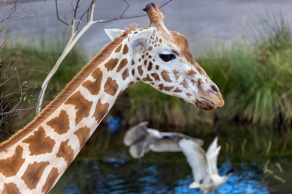 Giraffe, Taronga zoo