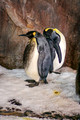 Penguins in Kelly Tarlton's Aquarium, Auckland