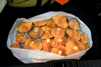 Pine mushrooms from state forest