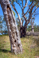 Aboriginal scar tree