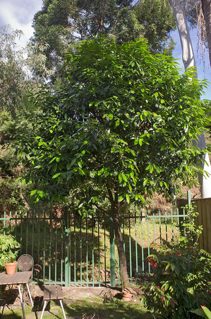 Chocolate tree in 2017