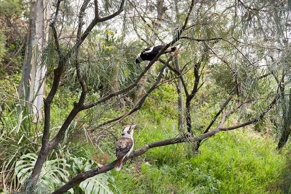 Kookaburra & magpie