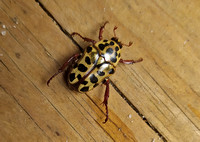 A Punctate Flower Chafer