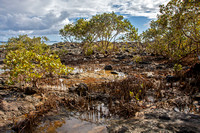 Mangroves at Ohumumu