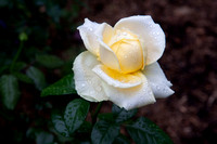 Bernstein rose