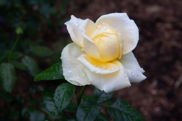Bernstein rose