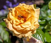 Bees in Honey Bouquet