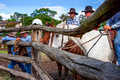 Dungog rodeo