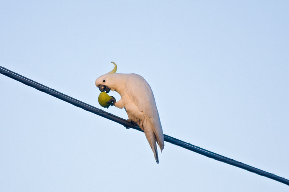 Cockatoo raiding the lemon tree