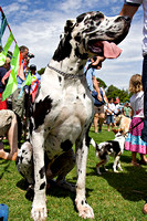 Newtown festival, dog show