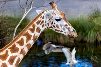 Giraffe, Taronga zoo