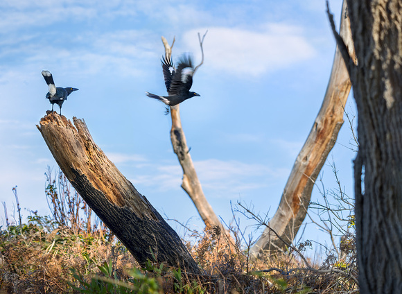 Currawongs on the south coast