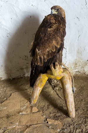 Ibek's eagle