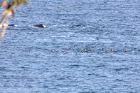 People swimming with whales