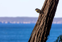 Eastern yellow robin