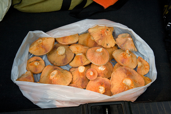 Pine mushrooms from state forest