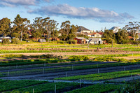 Kyeemagh heritage listed market gardens