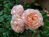 Ambridge rose