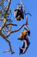 Flying foxes in Centennial Park