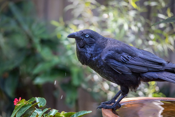 Raven in birdbath