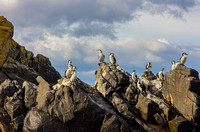 Black cormorants on Bruny Island
