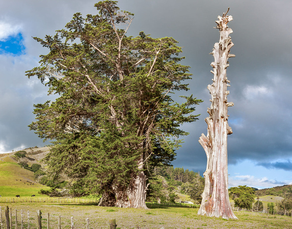 Trees Oruru NZ
